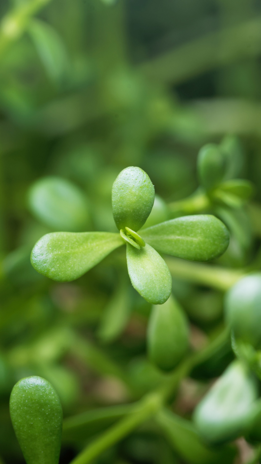Bacopa (Bacopa monnieri) 2G
