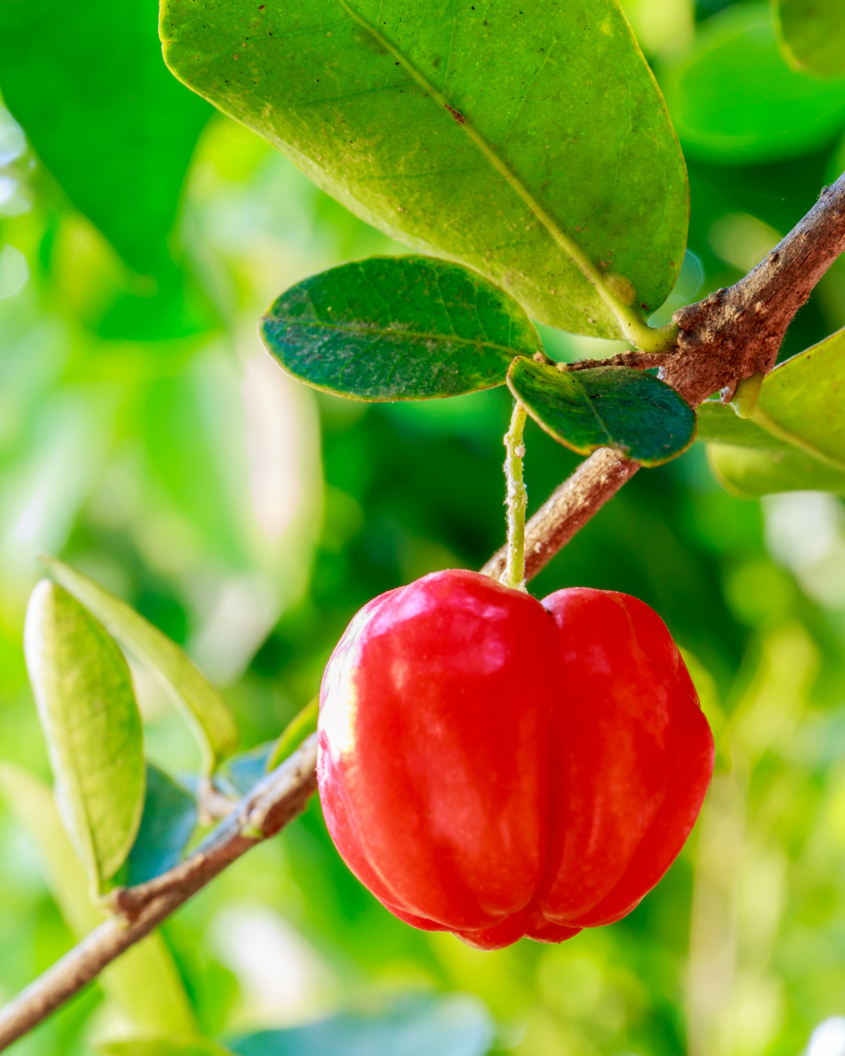 Barbados Cherry (Malpighia emarginata) 3G
