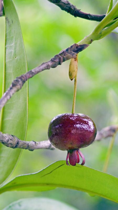 Cherry - Grumichama (Eugenia brasiliensis) 3G