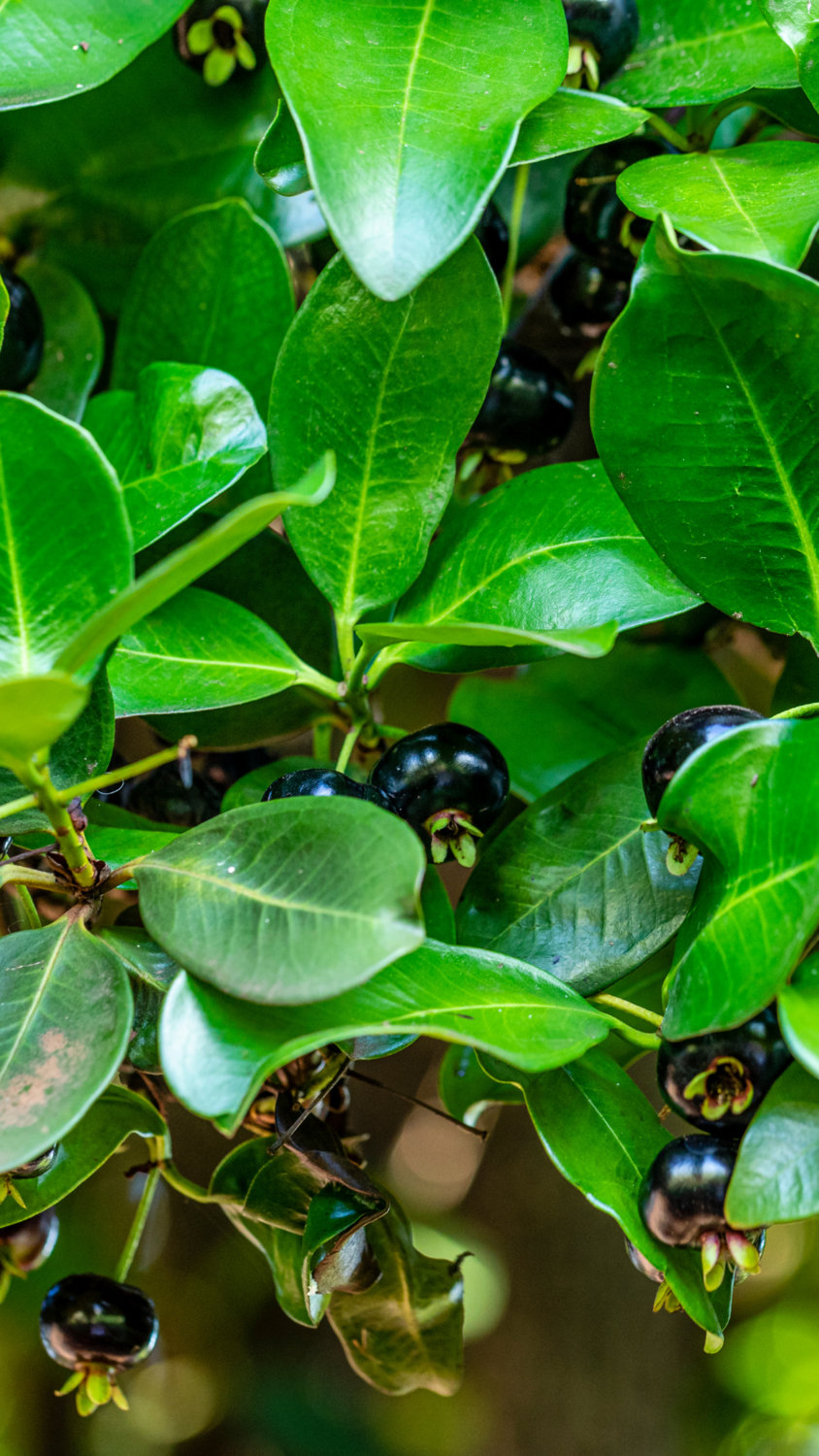 Cherry - Grumichama (Eugenia brasiliensis) 1G