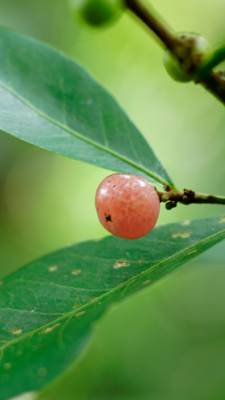 Ginberry (Glycosmis pentaphylla) 3G