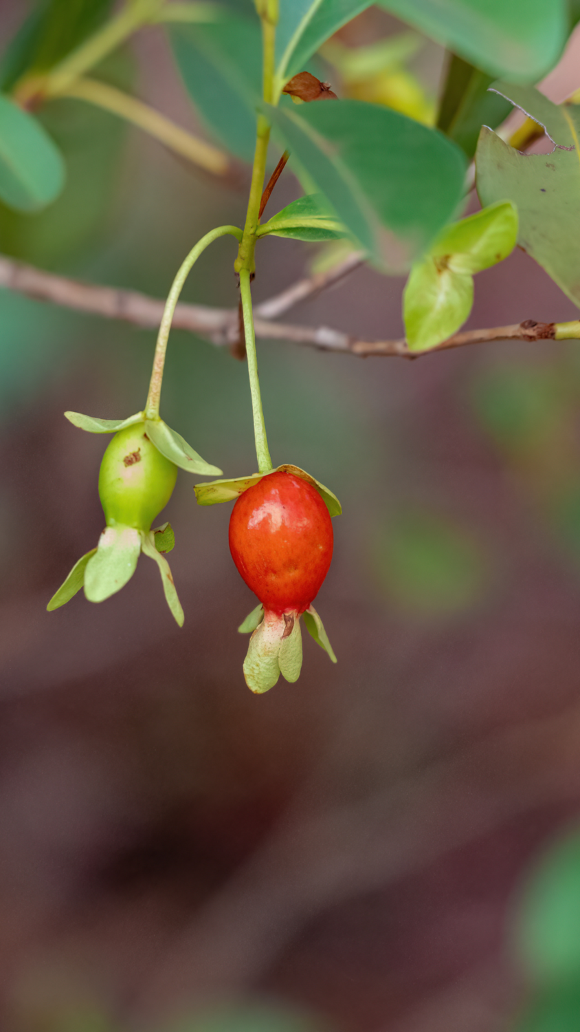 Cherry of the Rio Grande (Eugenia involucrata) 2G