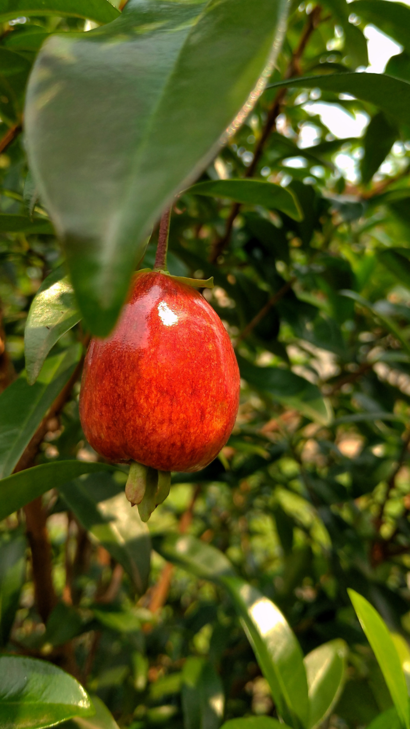 Cherry of the Rio Grande, &#39;Ben&#39;s Beaut&#39; (Eugenia involucrata) 1G