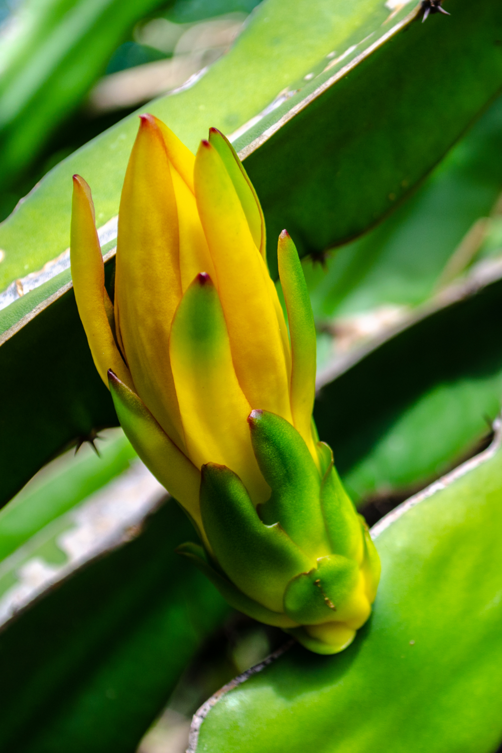 Dragon Fruit - Yellow (Hylocereus megalanthus) 1G