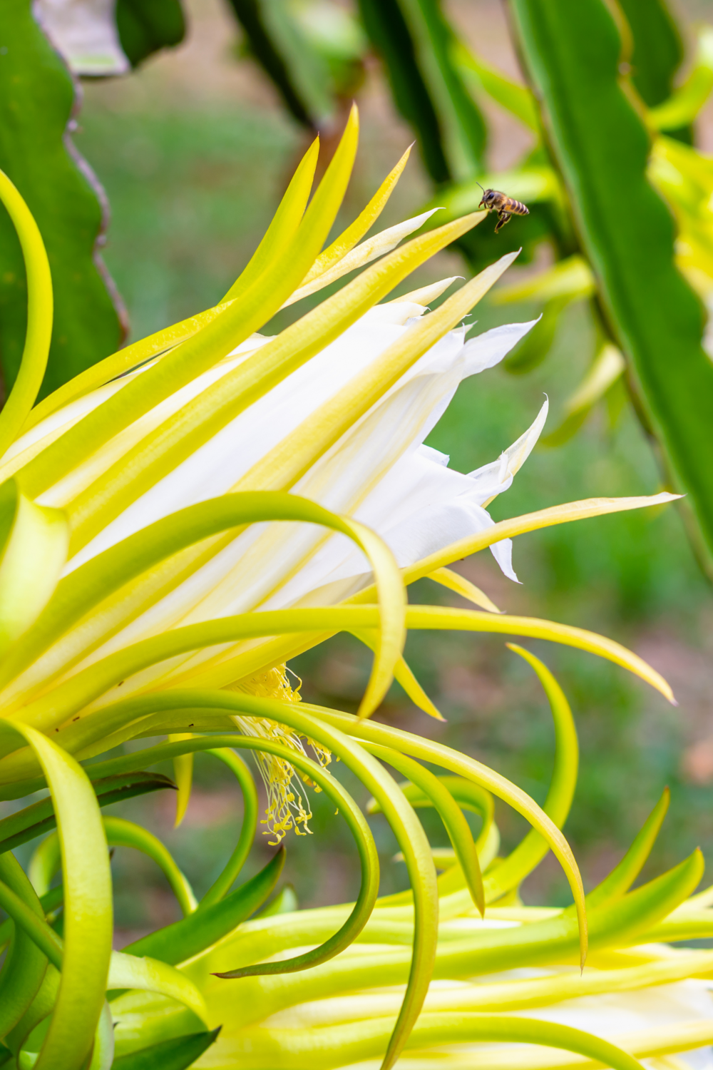 Dragon Fruit - Yellow (Hylocereus megalanthus) 1G