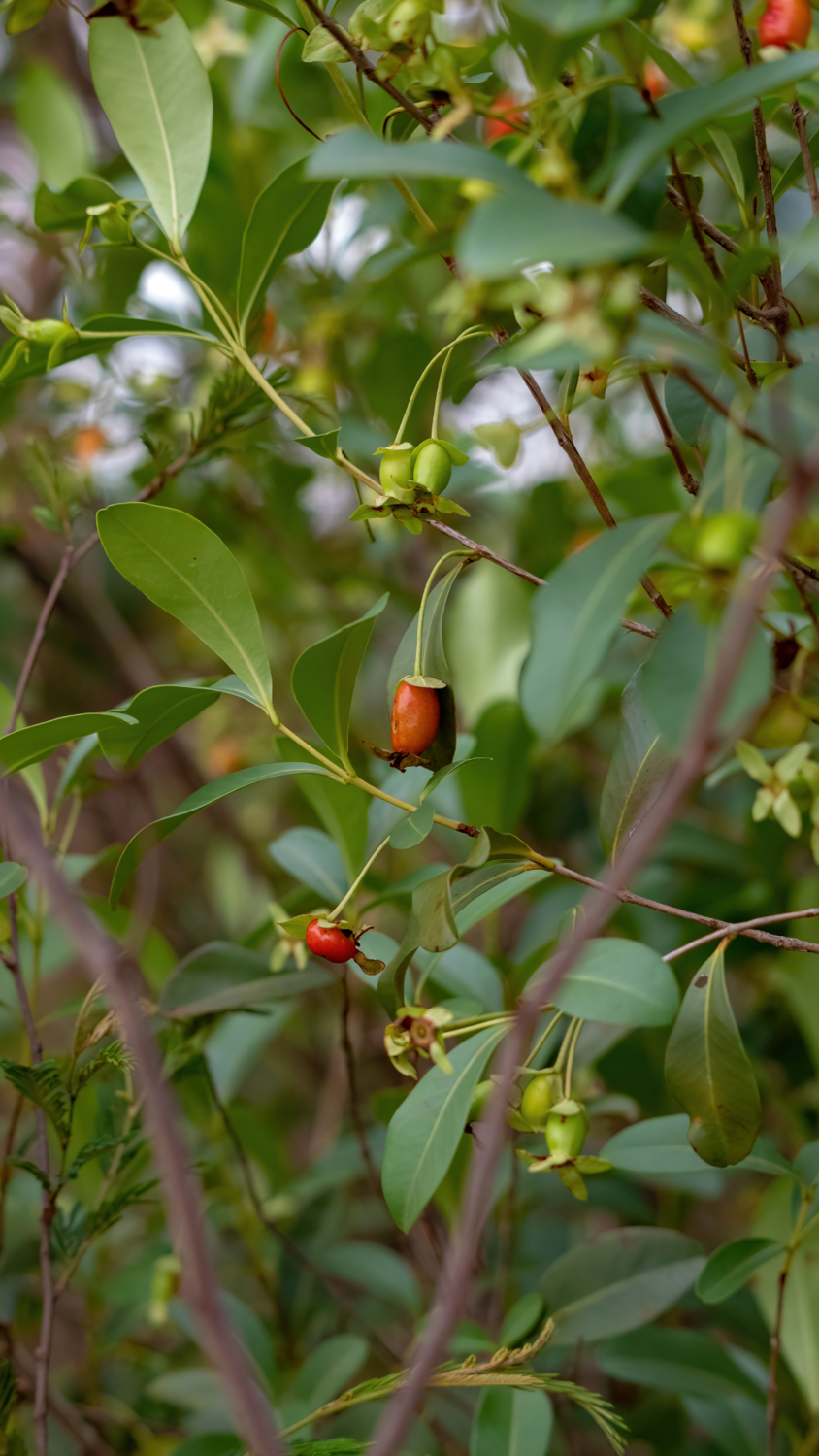 Cherry of the Rio Grande, &#39;Ben’s Beaut&#39;  (Eugenia involucrata) 4&quot;