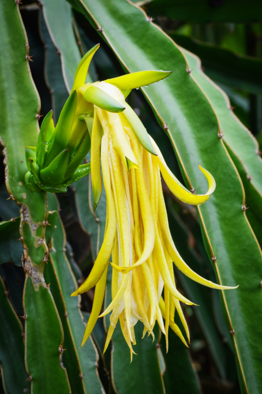 Dragon Fruit - Yellow (Hylocereus megalanthus) 1G Dragon Fruit - Yellow (Hylocereus megalanthus) 1G