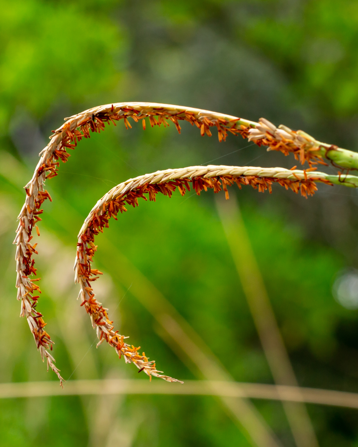 Grass -  Fakahatchee (Tripsacum dactyloides) 1G