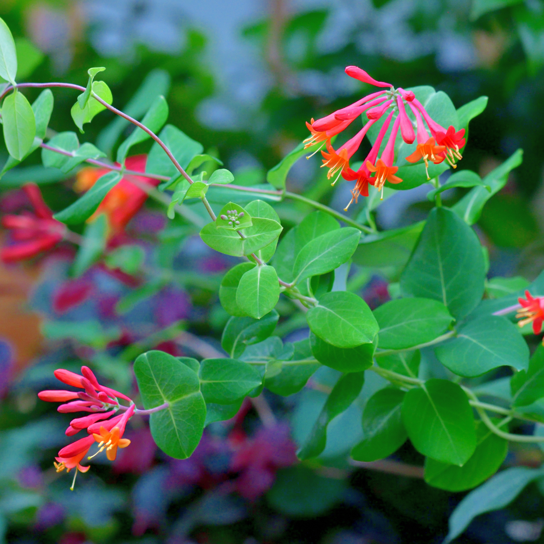 Coral Honeysuckle (Lonicera sempervirens) 1G Coral Honeysuckle (Lonicera sempervirens) 1G