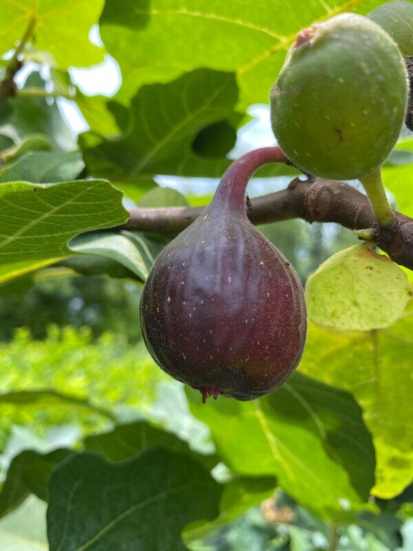 Fig - Fignomenal (Ficus carica) 4"