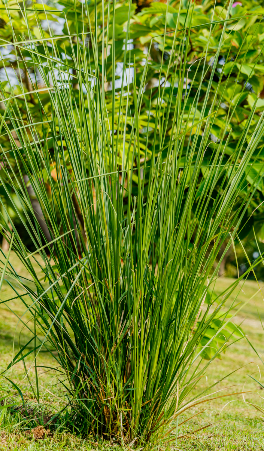 Grass - Vetiver (Chrysopogon zizanioides) 1G