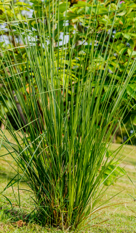 Grass - Vetiver  (Chrysopogon zizanioides)