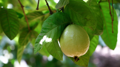 Guava Trees