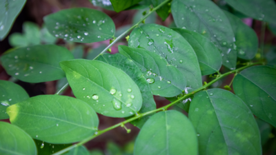 Perennial Vegetables