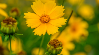 Pollinator Plants / Flowers