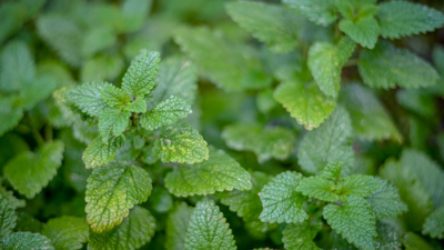 Herb &amp; Spice Plants