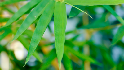 Bamboo Plants