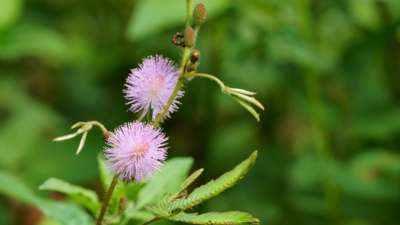 Food Forest Support Plants