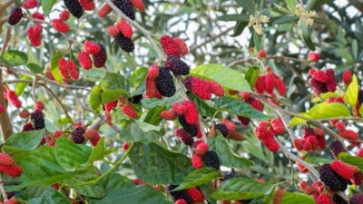 Fruit Trees + Plants