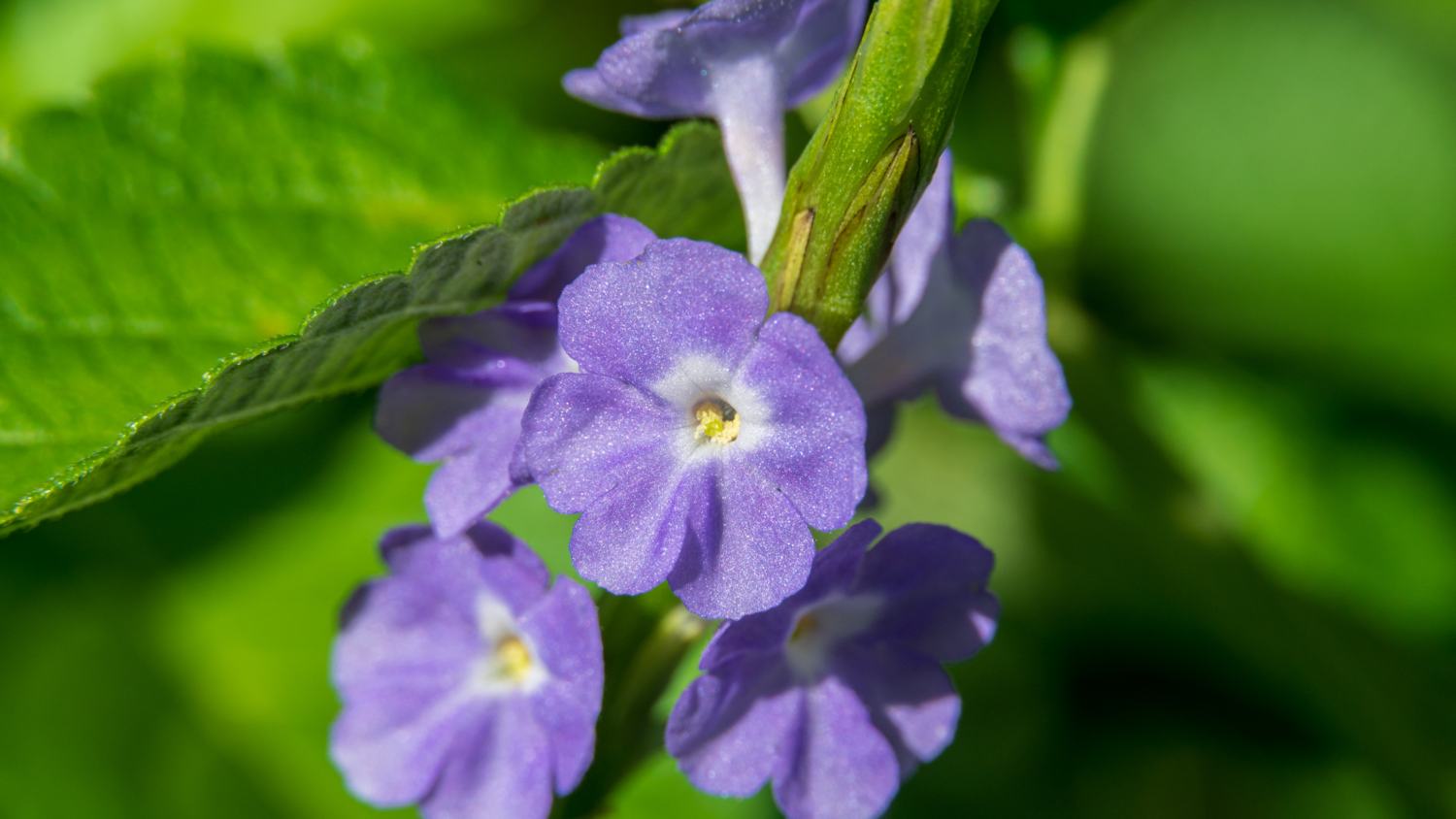 Blue Porterweed (Stachtyarpheta jamaicensis) 1G