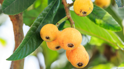 Loquat Trees