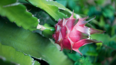 Dragon Fruit Plants