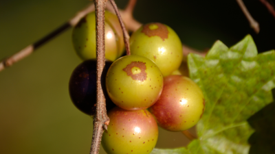 Grapes - Muscadines