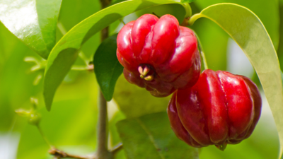 "Cherry" Eugenia Species