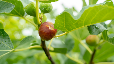 Fig Trees