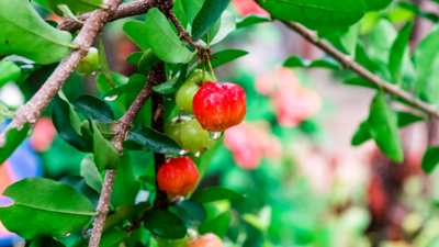 Barbados Cherry Trees