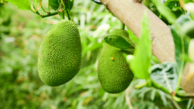 Jackfruit Trees