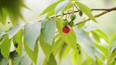Jamaican Cherry / Strawberry Tree