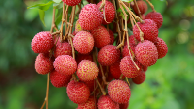 Lychee Trees