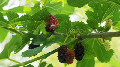 Mulberry Trees