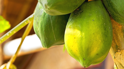 Papaya Trees