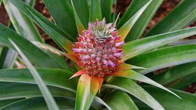 Pineapple Plants