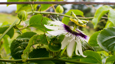Passionfruit Plants