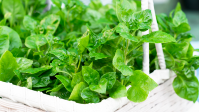 Perennial Leafy Greens