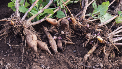 Edible Roots & Tubers (Perennial)