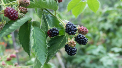 Blackberry & Blueberry Plants