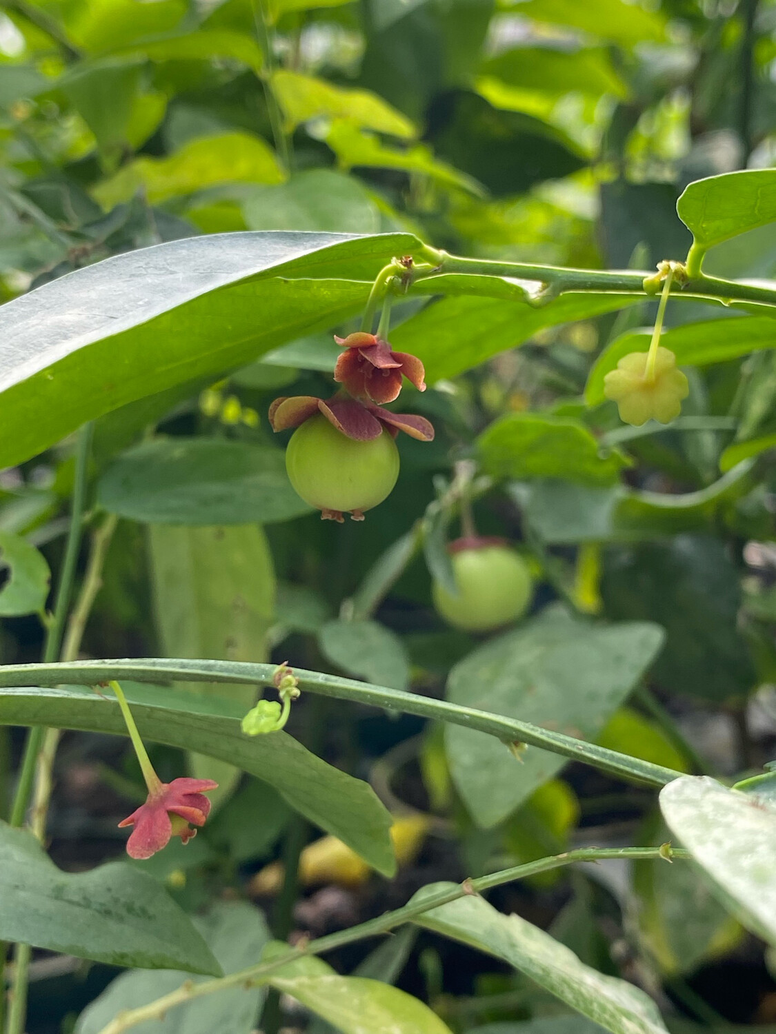 Katuk - Variegated (Sauropus androgynus) 4"