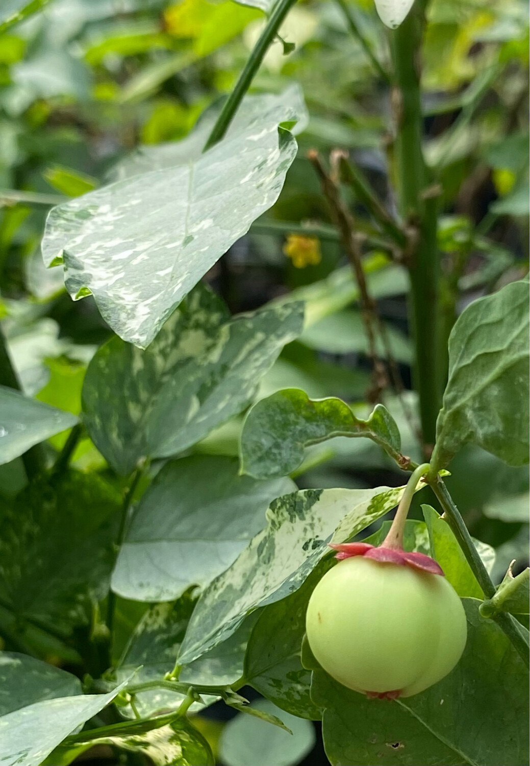 Katuk - Variegated (Sauropus androgynus) 4"