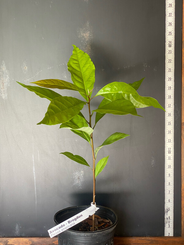 Avocado- &#39;Brogdon&#39; (Persea americana) Seedling 1G