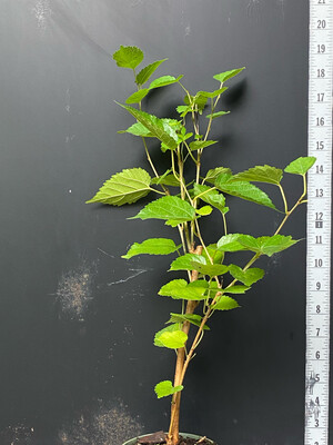 Mulberry - Everbearing (Morus alba) 4”