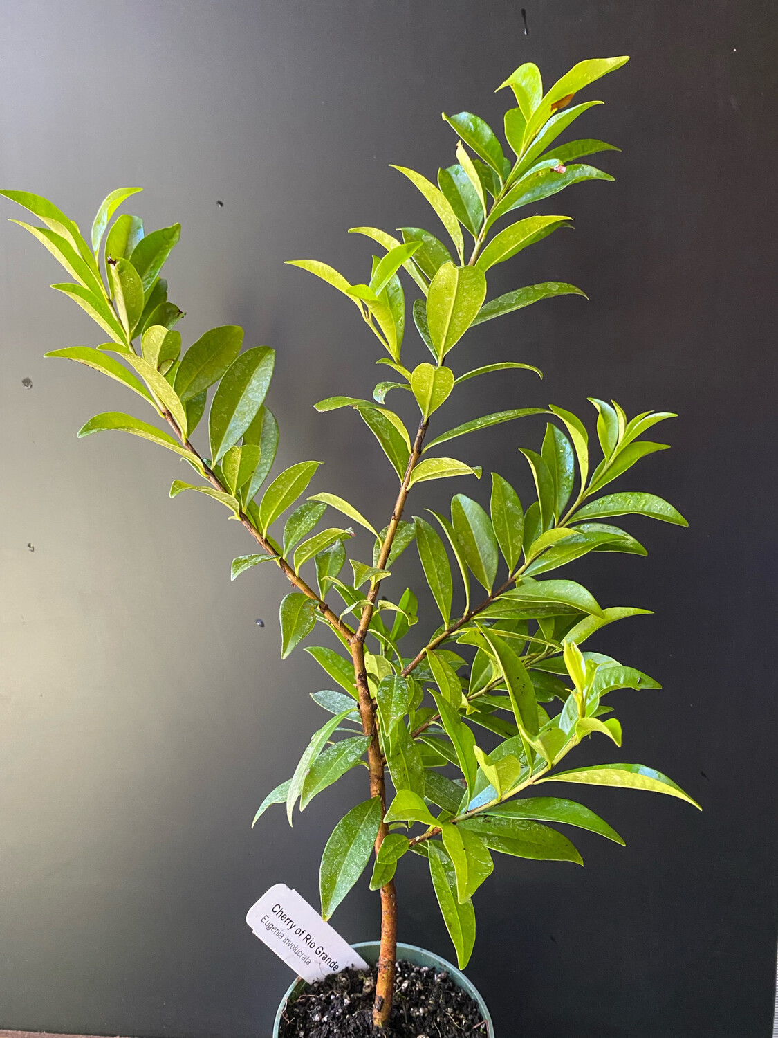 Cherry of the Rio Grande (Eugenia involucrata) 4&quot;
