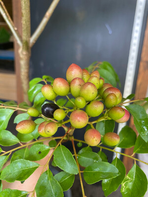 Curry Tree SEEDS (Murraya koenigii) Curry Tree SEEDS (Murraya koenigii)