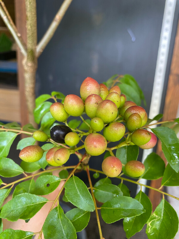 Curry Tree SEEDS (Murraya koenigii) Curry Tree SEEDS (Murraya koenigii)