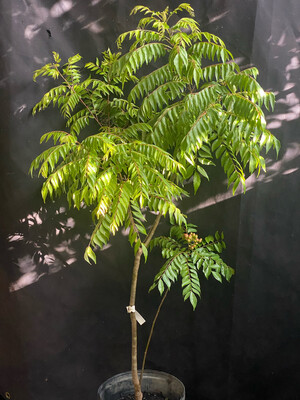 Curry Tree SEEDS (Murraya koenigii)