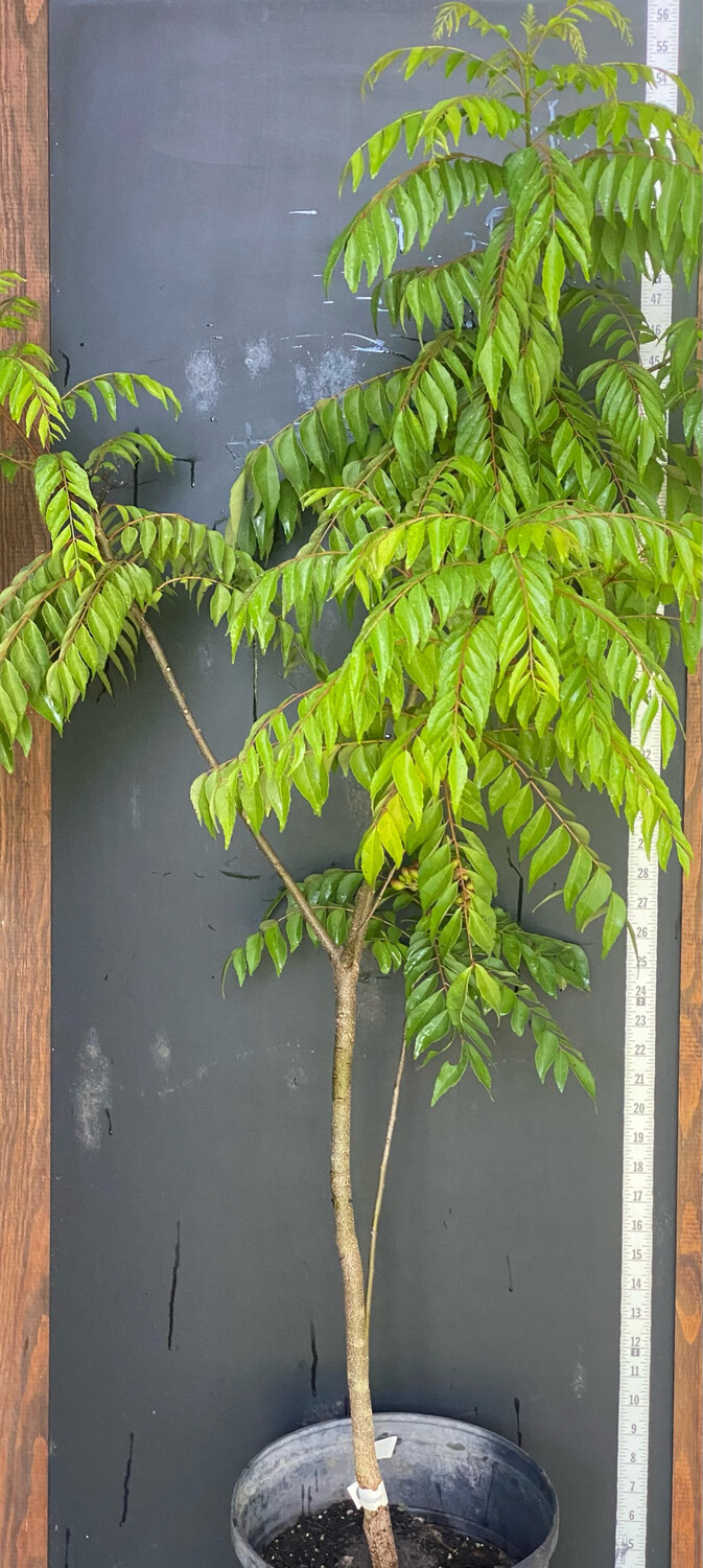 Curry Tree SEEDS (Murraya koenigii) Curry Tree SEEDS (Murraya koenigii)