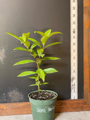Cherry of the Rio Grande, &#39;Ben’s Beaut&#39;  (Eugenia involucrata) 4&quot;